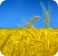 Фото поля пшениці в стилі українського прапору